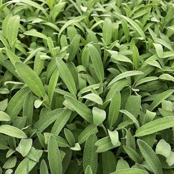 Robert Grimm Dwarf Culinary Sage - Perennial - Nature Hills Nursery - 1 Container - 