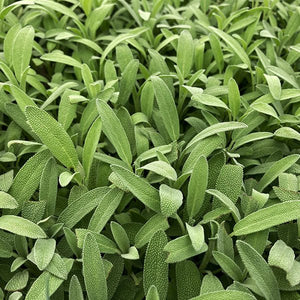 Robert Grimm Dwarf Culinary Sage - Perennial - Nature Hills Nursery - 1 Container - 