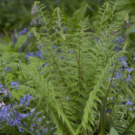 Robust Male Fern - Nature Hills Nursery - #1 Container - 