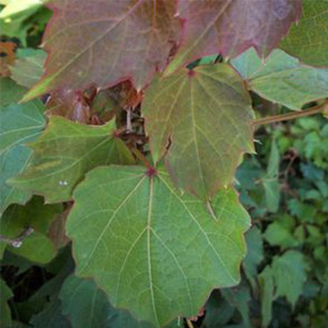 Robusta Boston Ivy - Nature Hills Nursery - #1 Container - 