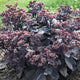 Plants Under $30