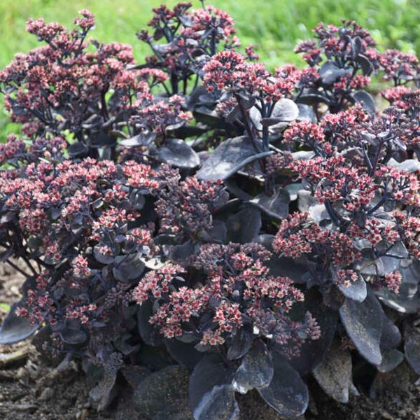 black sedum succulent Rock 'N Grow Back in Black Sedum