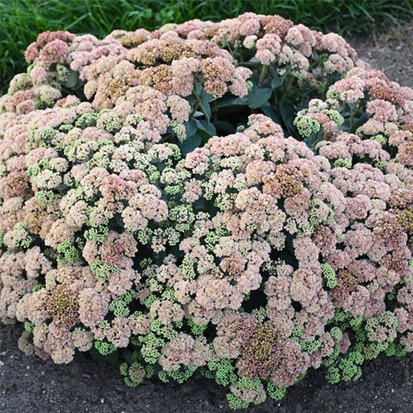 jade coral plant Rock 'N Grow Coraljade Sedum