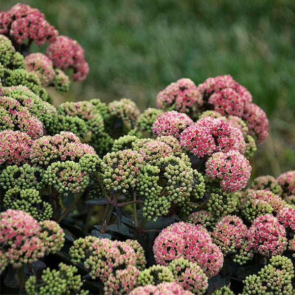 coral jade succulent Rock 'N Grow Coraljade Sedum