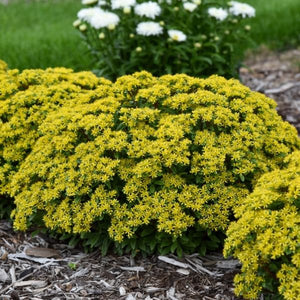 Proven Winners® Rock 'N Round® Bright Idea Sedum