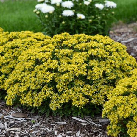 Proven Winners® Rock 'N Round® Bright Idea Sedum
