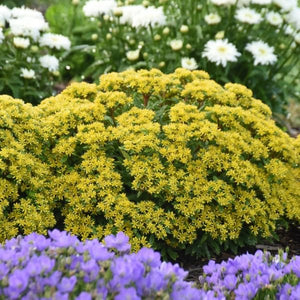 Proven Winners® Rock 'N Round® Bright Idea Sedum