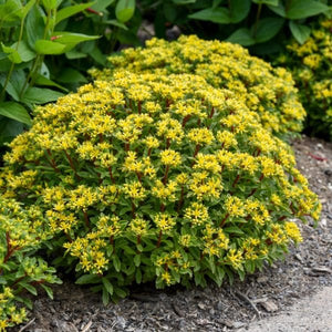 Proven Winners® Rock 'N Round® Bright Idea Sedum