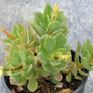 Rock Purslane - Nature Hills Nursery - #1 Container - 