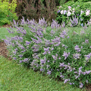 Rock Steady Chaste Tree shrub, detail view