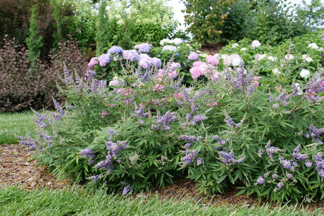 Rock Steady Chaste Tree shrub, garden view