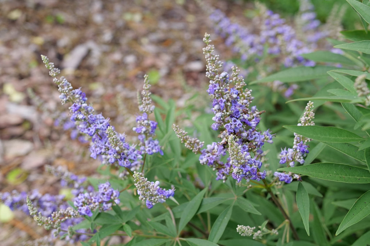 Rock Steady Chaste Tree shrub, foliage detail