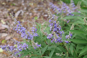 Rock Steady Chaste Tree shrub, foliage detail