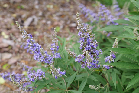 Rock Steady Chaste Tree shrub, foliage detail