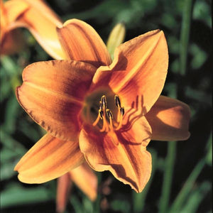 Rocket City Daylily - Nature Hills Nursery - #1 Container - 