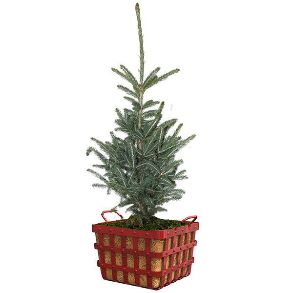 Rockin' Around Black Hills Spruce - Nature Hills Nursery - #3 Container - 
