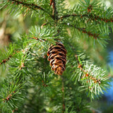 Rocky Mountain Douglas Fir Tree - Nature Hills Nursery - #1 Container - 