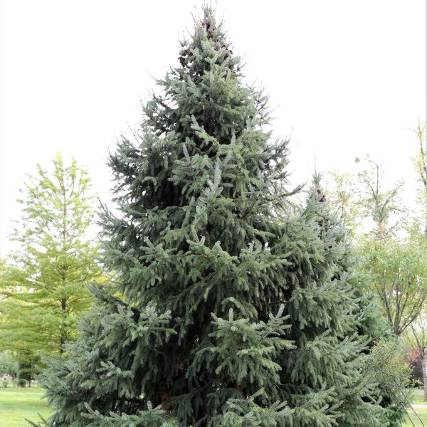 Rocky Mountain Douglas Fir Tree - Nature Hills Nursery - #1 Container - 