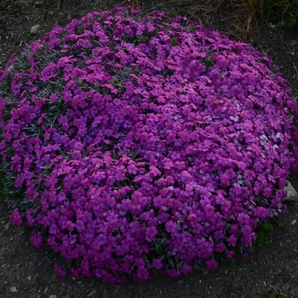 Rocky Road Magenta Creeping Phlox - Nature Hills Nursery - #1 Container - 