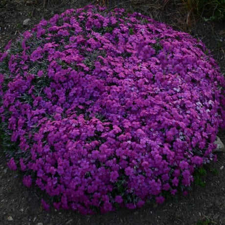 Rocky Road Magenta Creeping Phlox - Nature Hills Nursery - #1 Container - 