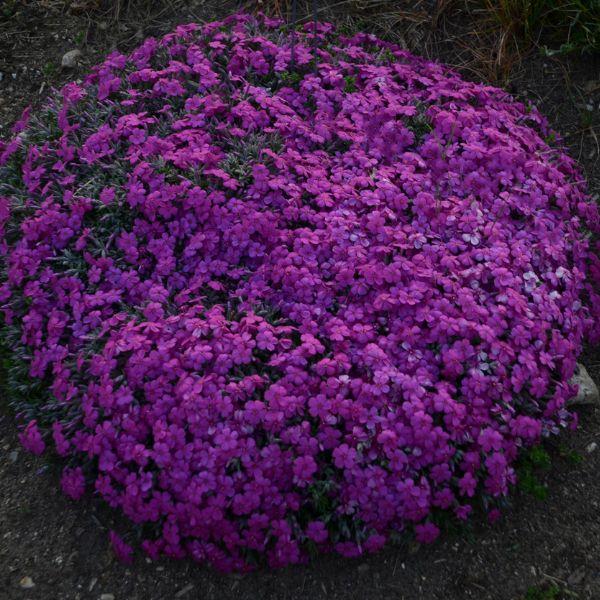 Rocky Road Magenta Creeping Phlox