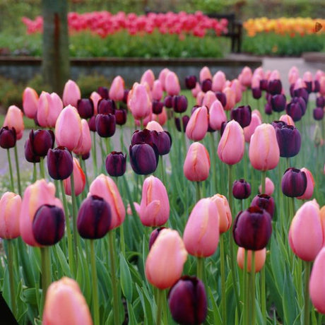 Rodeo Tulip Blend - Nature Hills Nursery - 15 Pack Bulbs - 