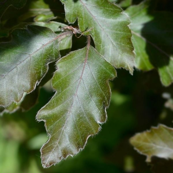 Rohanii European Beech Tree - Nature Hills Nursery - B&B (Balled & Burlapped) 6 - 7 Feet Single Stem - 