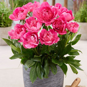 Rome Peony - Nature Hills Nursery - Bare Root Peony - 