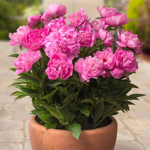 Rome Peony - Nature Hills Nursery - Bare Root Peony - 