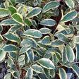 Romeo&reg; Cleyera - Nature Hills Nursery - #1 Container - 