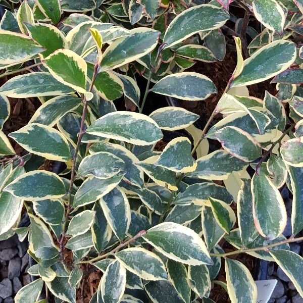 Romeo&reg; Cleyera - Nature Hills Nursery - #1 Container - 