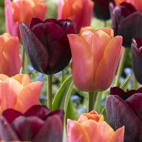 Ronaldo Tulip Blend - Nature Hills Nursery - 15 Pack Bulbs - 
