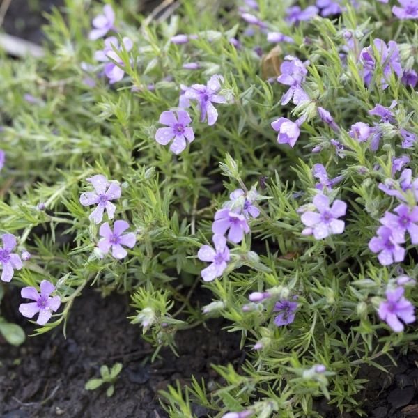 Ronsdorfer Beauty Creeping Phlox - Nature Hills Nursery - #1 Container 2 Pack - 