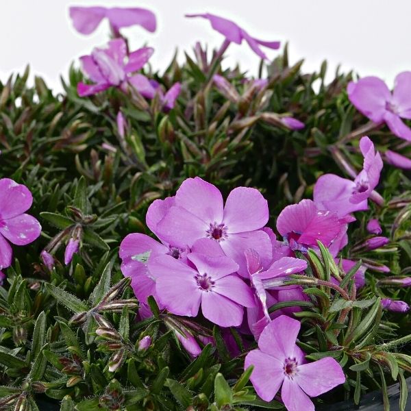 Ronsdorfer Beauty Creeping Phlox - Nature Hills Nursery - #1 Container 2 Pack - 