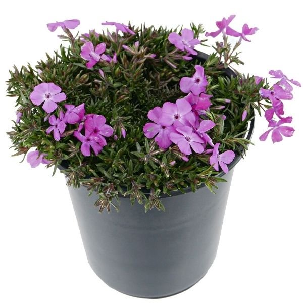 Ronsdorfer Beauty Creeping Phlox - Nature Hills Nursery - #1 Container 2 Pack - 