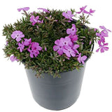 Ronsdorfer Beauty Creeping Phlox - Nature Hills Nursery - #1 Container 2 Pack - 
