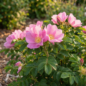 Close-up of a Frau Dagmar Hartopp rose blossom featuring single, silvery-pink petals and a prominent golden-yellow center set against deep green, crinkled foliage.