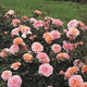 Plants Under $30