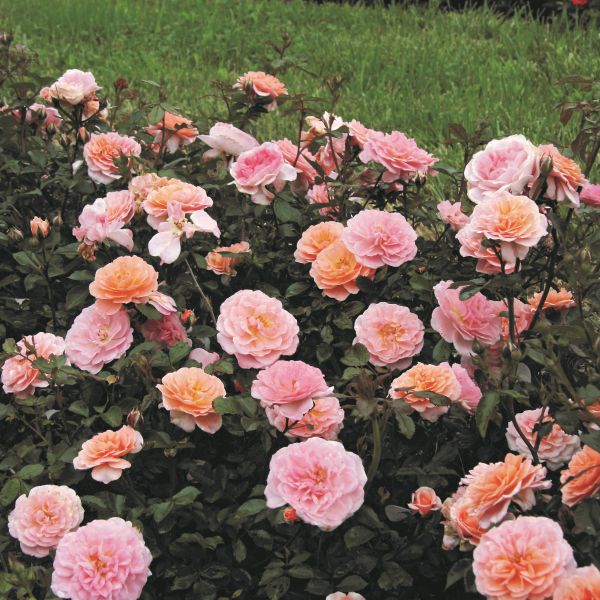 Apricot Drift Rose: Easy-Care Groundcover | Nature Hills