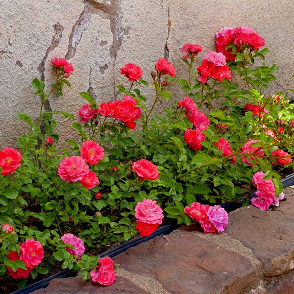 Drift 1 Gal. Coral Rose Bush with Coral-Orange Flowers