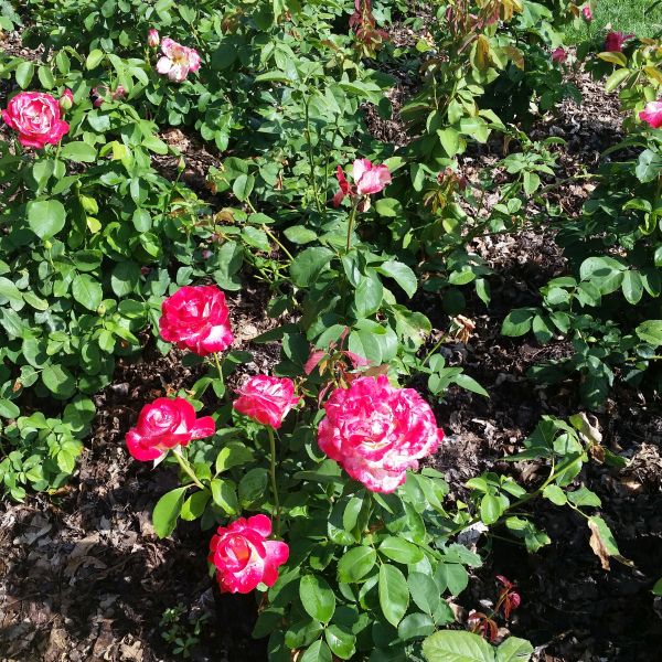 Deciduous foliage of Double Delight Hybrid Tea Rose (Rosa 'Double Delight') in a garden setting.