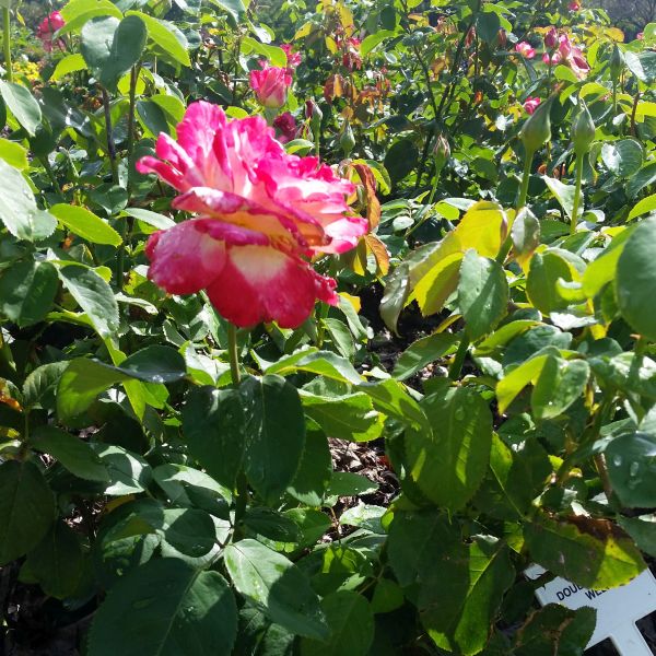Double Delight Hybrid Tea Rose (Rosa 'Double Delight') growing in a garden landscape, showing mature shrub form.