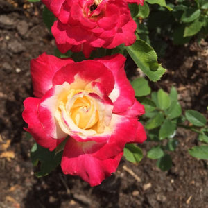 Double Delight Hybrid Tea Rose (Rosa 'Double Delight'), a shrub featuring red, white flowers and deciduous.