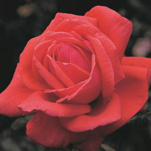 Fragrant Cloud Hybrid Tea Rose (Rosa 'TANellis'), a shrub featuring red flowers and deciduous.
