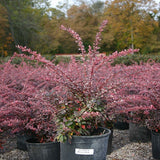 Rose Glow Barberry