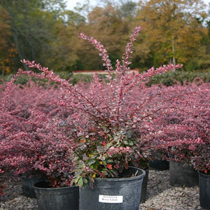 Rose Glow Barberry
