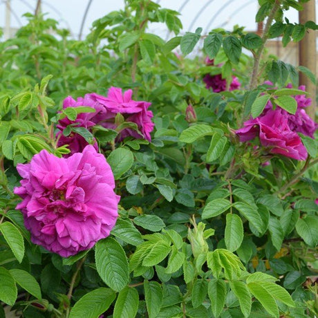 Close-up of purple, pink rosa flowers on Hansa Hybrid Rugosa Rose blooming in early summer to late summer.