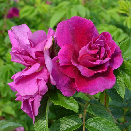 Deciduous foliage of Hansa Hybrid Rugosa Rose (Rosa rugosa 'Hansa') in a garden setting.