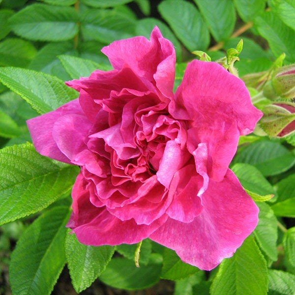 Rosa rugosaさま専用！ Hansa Hybrid Rugosa Rose | Buy at NatureHills.com