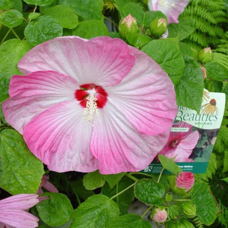 Rose Mallow - Perennial - Nature Hills Nursery - 1 Container - 